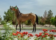 The second round of the international beauty contest of Akhal-Teke horses took place in Ashgabat