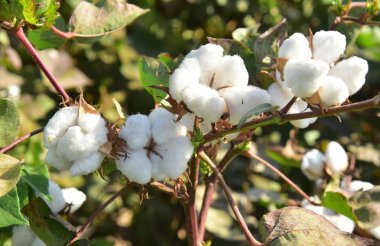 Photoreport: Mass picking of cotton begins in Turkmenistan