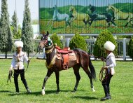 Фоторепортаж: В Туркменистане проходит конкурс красоты среди ахалтекинских скакунов