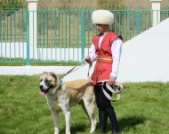 Ahal welaýatynda geçirilen «Ýylyň türkmen edermen alabaýy» atly halkara bäsleşiginden fotoreportaž