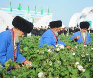 Fotoreportaž: Türkmenistanda pagta ýygymyna girişildi