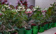 The results of the florist competition were summed up in Ashgabat