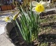 Photoreport from the Ashgabat Botanical Garden: early spring