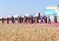 Photoreport: Grain harvesting began in Akhal, Lebap and Mary velayats