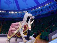 The State Circus of Turkmenistan hosted a performance in honor of the national holiday of the Turkmen horse