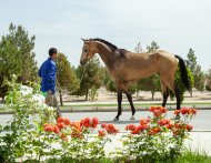 The second round of the international beauty contest of Akhal-Teke horses took place in Ashgabat