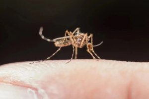 Необычная просьба: шведов призывают ловить комаров для науки