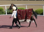 Festive races were held in Turkmenistan