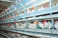 Photo report: A new poultry complex opened in Akhal velayat