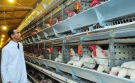 Photo report: A new poultry complex opened in Akhal velayat