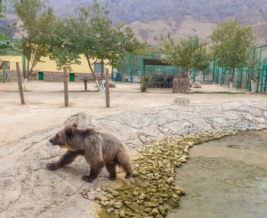 Russiýadan getirilen goňur aýyjyk Aşgabat haýwanat bagynda mesgen tutdy