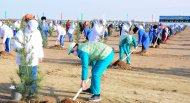 Фоторепортаж: в Туркменистане прошла всенародная акция по посадке деревьев