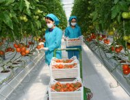 Photoreport: New greenhouse opened in Mary velayat 