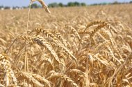 Photo: Harvest season started in Ahal Region