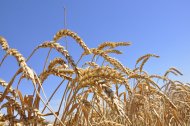 Photo: Harvest season started in Ahal Region