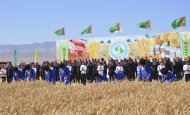 Photo: Harvest season started in Ahal Region