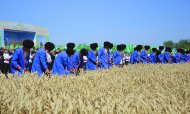 Photo: Harvest season started in Ahal Region