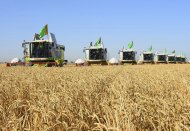 Photo report: Harvest season started in Mary velayat