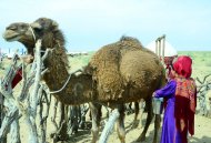 Photo report: Start of construction of a village near the Golden Age Lake 