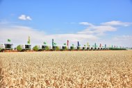 Photo report: Harvest season started in Lebap velayat