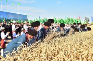 Photo report: Harvest season started in Lebap velayat