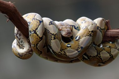 Piton yılanını ip olarak kullanan çocukların videosu, Avustralya'da tepkiye yol açtı