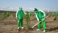 Фоторепортаж: в Туркменистане прошла всенародная акция по посадке деревьев