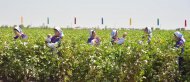 Photoreport: Mass picking of cotton begins in Turkmenistan