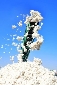 Photoreport: Mass picking of cotton begins in Turkmenistan