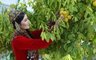 Photo story: Harvest Festival celebrated in Turkmenistan