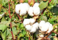 Photoreport: Mass picking of cotton begins in Turkmenistan