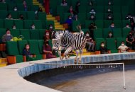 The State Circus of Turkmenistan hosted a performance in honor of the national holiday of the Turkmen horse