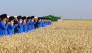 Photoreport: Grain harvesting began in Akhal, Lebap and Mary velayats