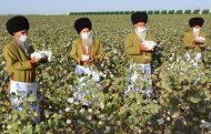 Photoreport: Mass picking of cotton begins in Turkmenistan