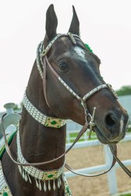 The second round of the international beauty contest of Akhal-Teke horses took place in Ashgabat