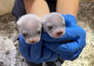 Cloned female ferret gives birth to first offspring