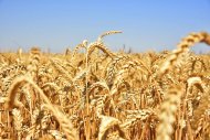 Photoreport: Grain harvesting began in Akhal, Lebap and Mary velayats