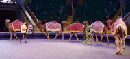 The State Circus of Turkmenistan hosted a performance in honor of the national holiday of the Turkmen horse