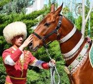 Фоторепортаж: В Туркменистане проходит конкурс красоты среди ахалтекинских скакунов