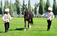 Фоторепортаж: В Туркменистане проходит конкурс красоты среди ахалтекинских скакунов