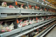 Photo report: A new poultry complex opened in Akhal velayat