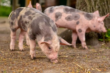 Piglets starved to death in Denmark to raise awareness of animal cruelty