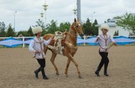 В Туркменистане прошел конкурс красоты ахалтекинского скакуна