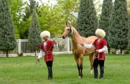 The second round of the Akhal-Teke horse beauty contest took place in Turkmenistan