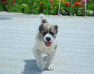 Photoreport: Turkmenistan's first innovative veterinary clinic opened