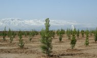 Photos: Tree planting campaign was held in Turkmenistan