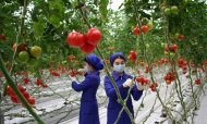 Фоторепортаж: В Дашогузском велаяте открылась новая теплица