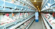 Photo report: A new poultry complex opened in Akhal velayat