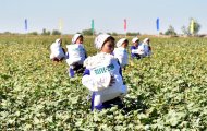 Фоторепортаж: В Туркменистане приступили к сбору хлопка