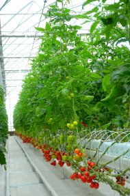 Photoreport: A new greenhouse opened in the Dashoguz velayat 